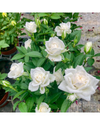 Rosier Kordana Blanc