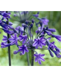 Agapanthe Agapanthus Back In Black