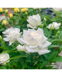 Rosier Kordana Blanc