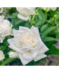 Rosier Kordana Blanc