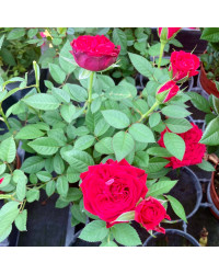 Rosier Kordana Rouge