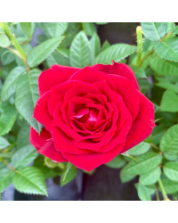 Rosier Kordana Rouge