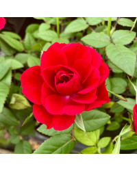 Rosier Kordana Rouge