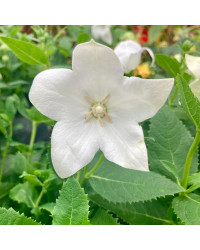 Platycodon Grandiflorus Blanc