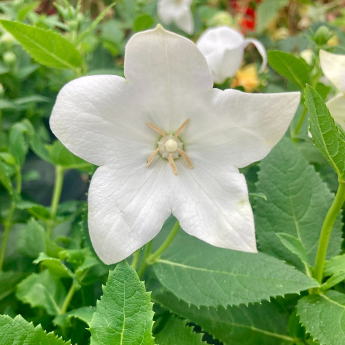 Platycodon Grandiflorus Blanc