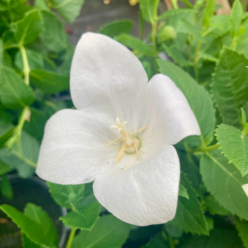 Platycodon Grandiflorus Blanc