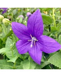 Platycodon Grandiflorus Bleu