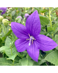 Platycodon Grandiflorus Bleu
