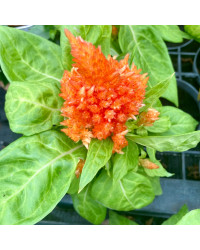 Célosie Plumosa Orange
