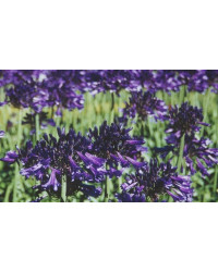 Agapanthe Agapanthus Back In Black