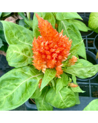 Célosie Plumosa Orange