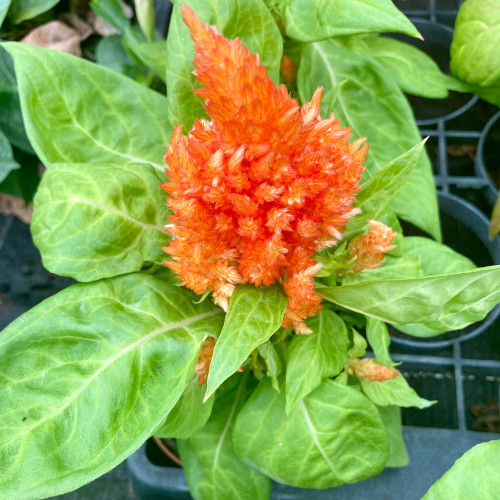 Célosie Plumosa Orange