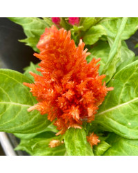 Célosie Plumosa Orange