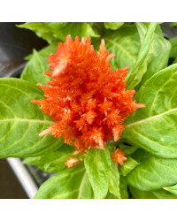Célosie Plumosa Orange