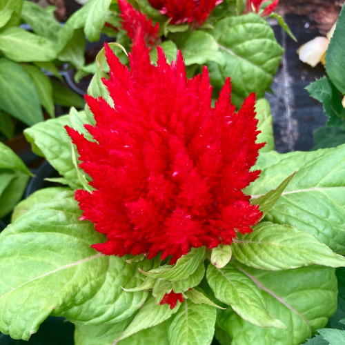 Célosie Plumosa Rouge