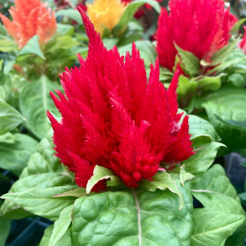 Célosie Plumosa Rouge