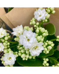 Kalanchoe Succulente Blanc