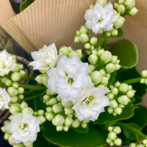 Kalanchoe Succulente Blanc