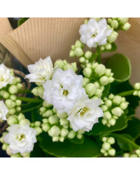 Kalanchoe Succulente Blanc