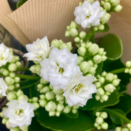 Kalanchoe Succulente Blanc