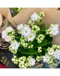 Kalanchoe Succulente Blanc