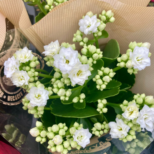 Kalanchoe Succulente Blanc