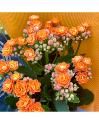 Kalanchoe Succulente Orange