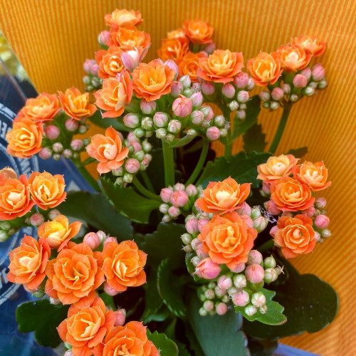 Kalanchoe Succulente Orange