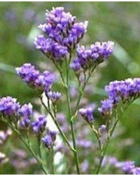 Statice Limonium Blue Velvet