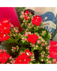 Kalanchoe Succulente Rouge