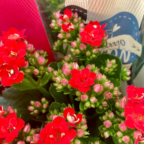 Kalanchoe Succulente Rouge