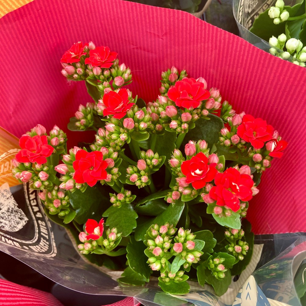 Kalanchoe Succulente Rouge