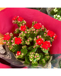 Kalanchoe Succulente Rouge
