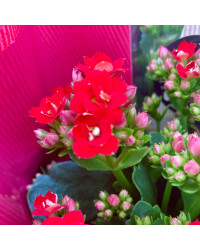 Kalanchoe Succulente Rouge