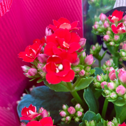 Kalanchoe Succulente Rouge