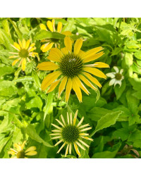 Echinacée Echinacea Purpurea Cleopatra