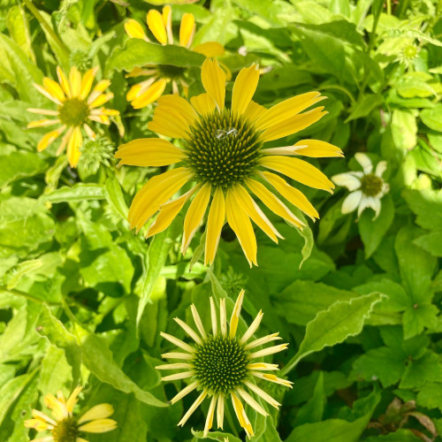 Echinacée Echinacea Purpurea Cleopatra