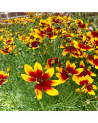 Coreopsis Verticillata Corleone Red & Yellow