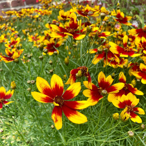 Coreopsis Verticillata Corleone Red & Yellow