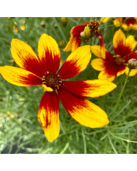 Coreopsis Verticillata Corleone Red & Yellow