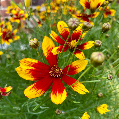 Coreopsis Verticillata Corleone Red & Yellow