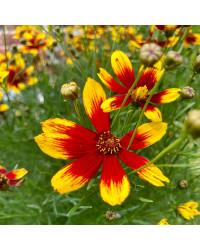 Coreopsis Verticillata Corleone Red & Yellow