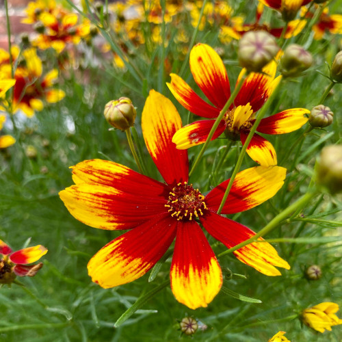 Coreopsis Verticillata Corleone Red & Yellow