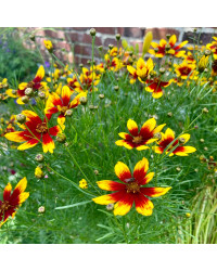 Coreopsis Verticillata Corleone Red & Yellow