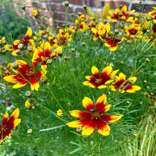 Coreopsis Verticillata Corleone Red & Yellow