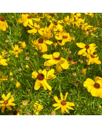 Coreopsis Verticillata Imperial Sun