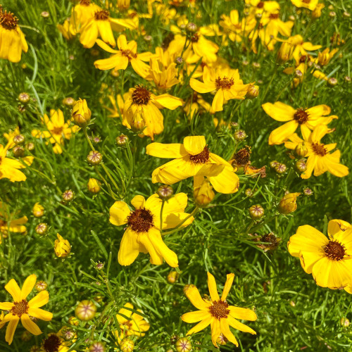 Coreopsis Verticillata Imperial Sun