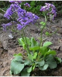 Statice Limonium Blue Velvet
