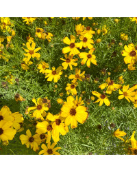 Coreopsis Verticillata Imperial Sun
