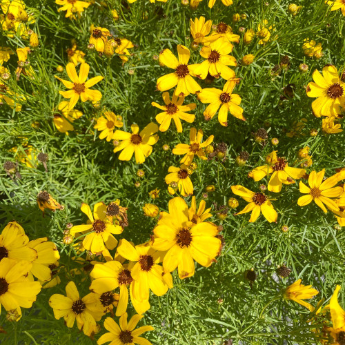 Coreopsis Verticillata Imperial Sun